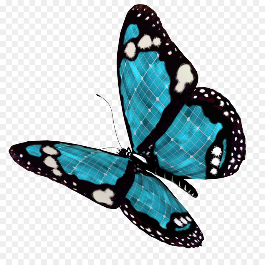 Mariposa，Plantilla PNG