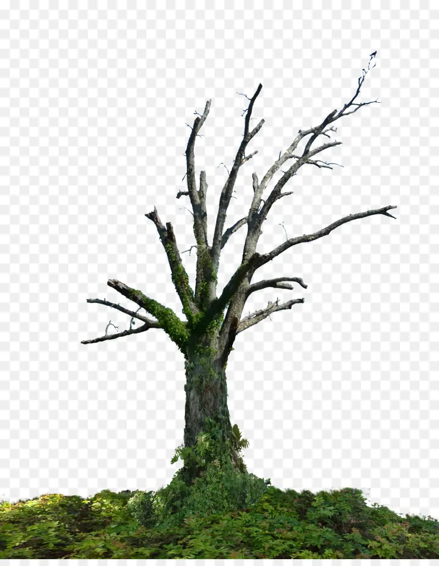 árbol Verde，Naturaleza PNG