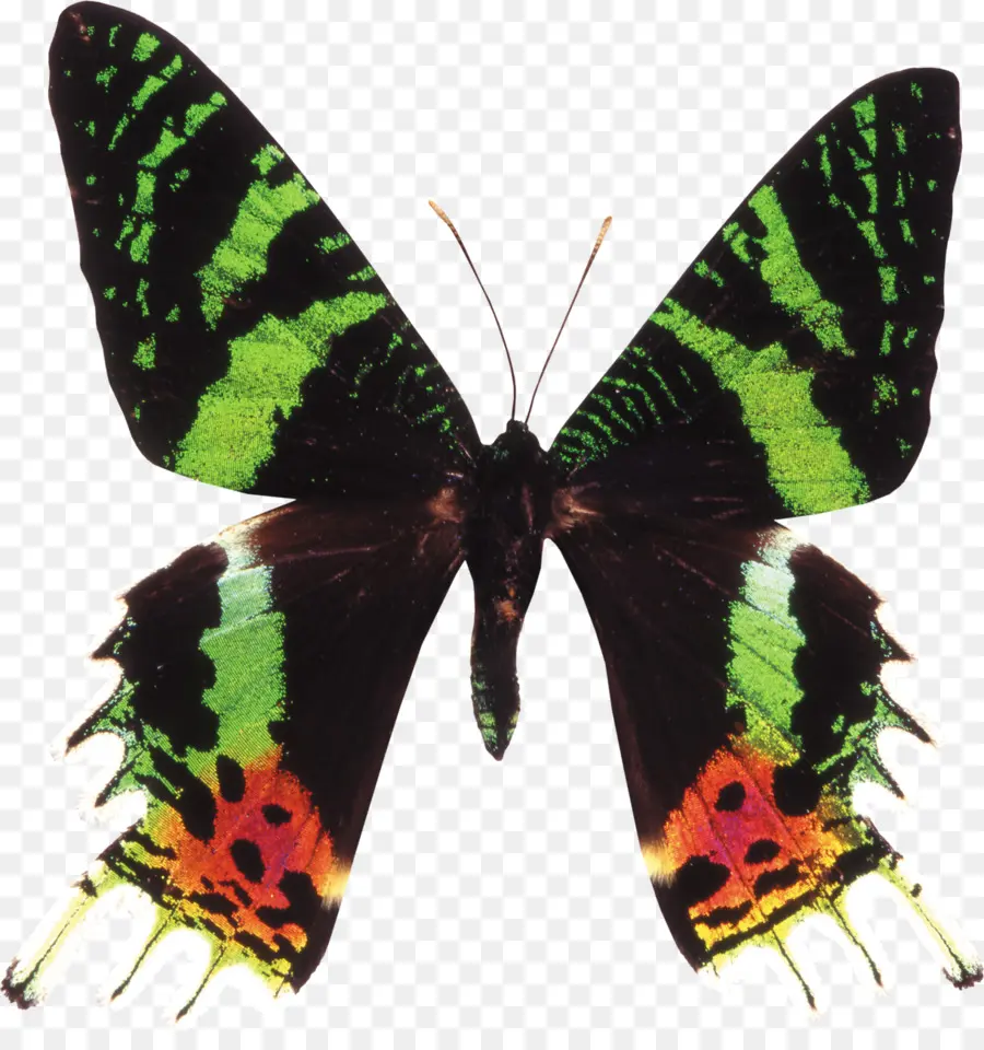 Mariposa，Alas PNG