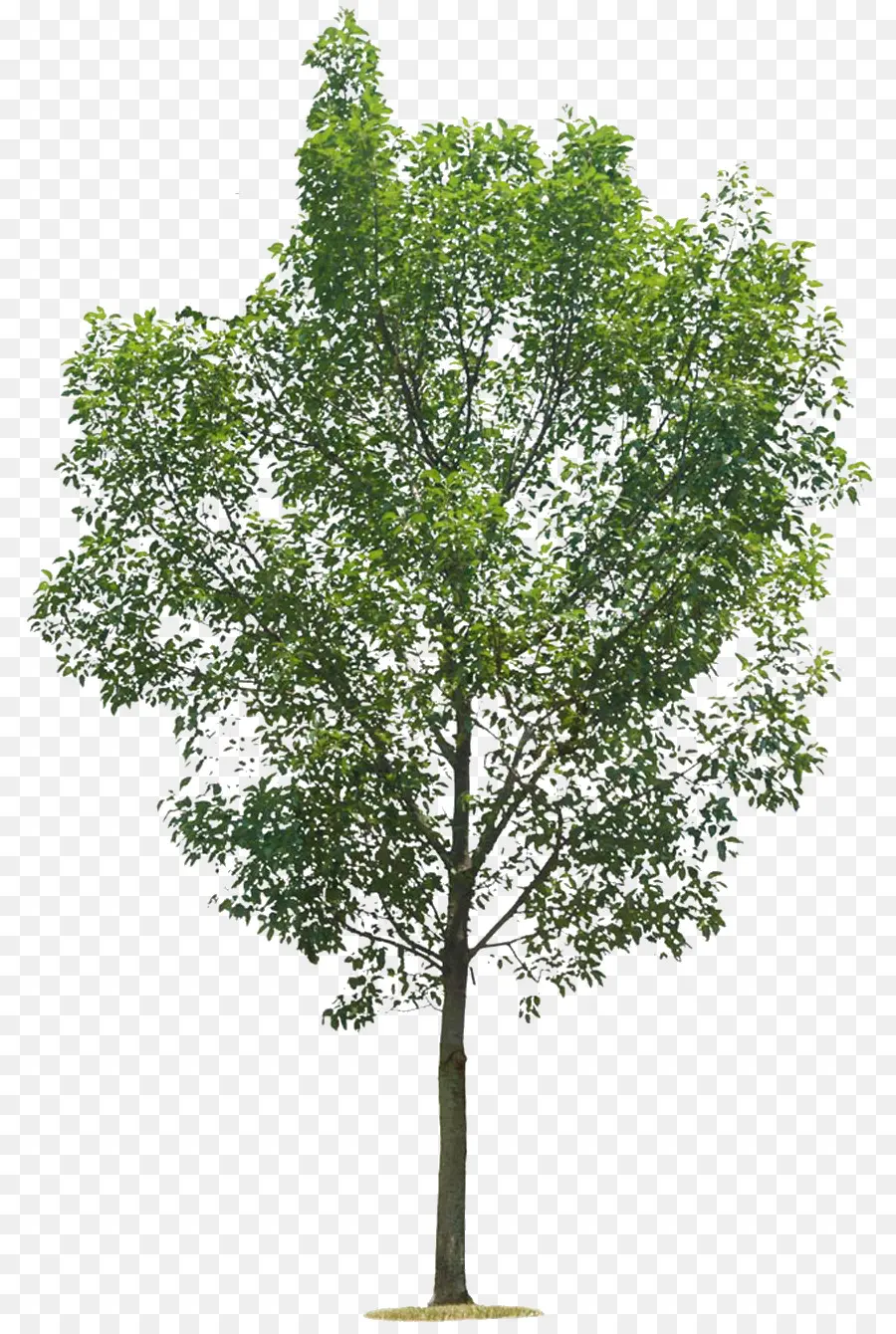 árbol Verde，Hojas PNG