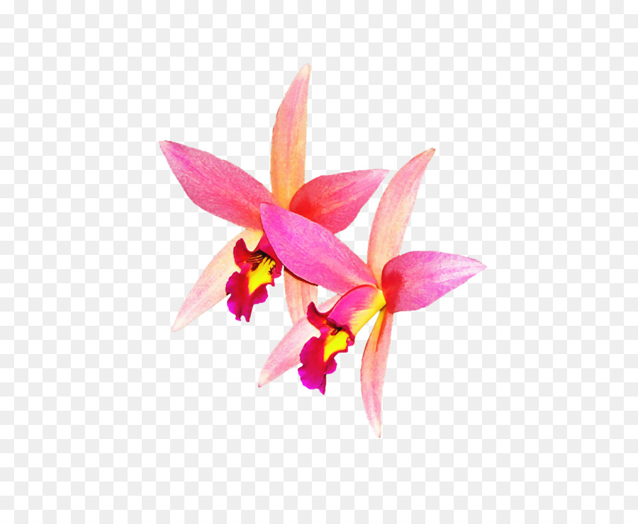 Orquídea Roja，Planta PNG