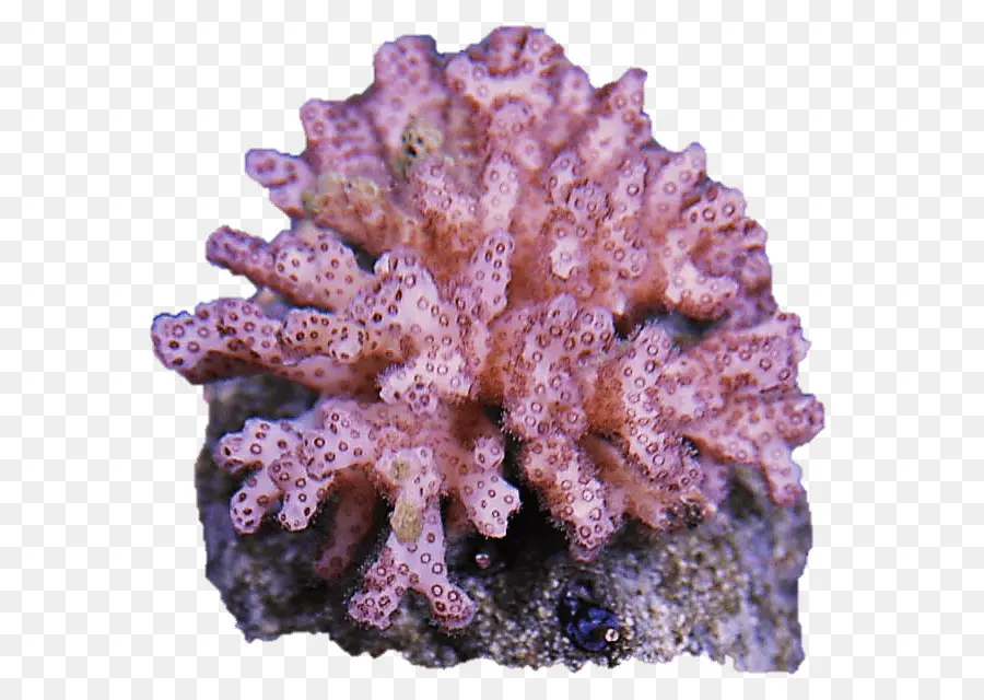 Coral，Arrecife De Coral PNG