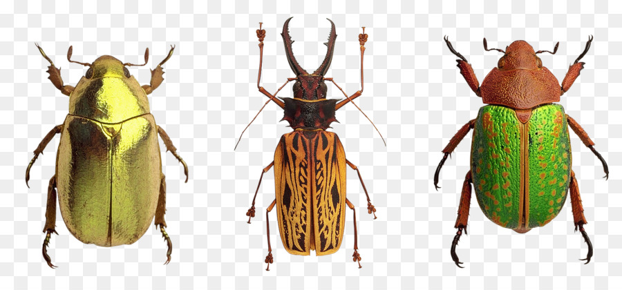 Escarabajo，Abeja PNG