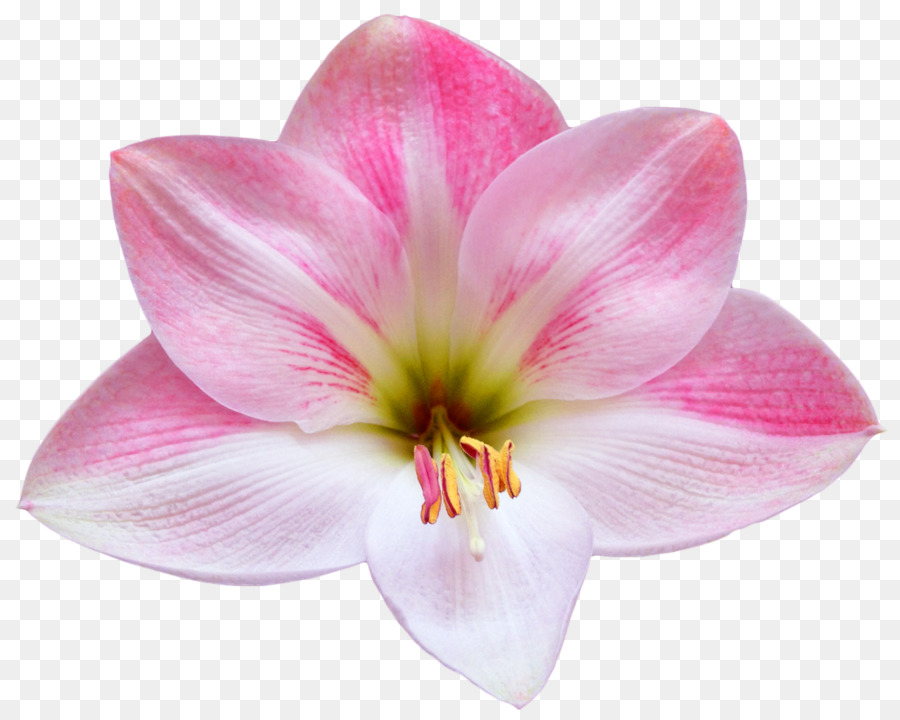 Flor，Fondo De Escritorio PNG