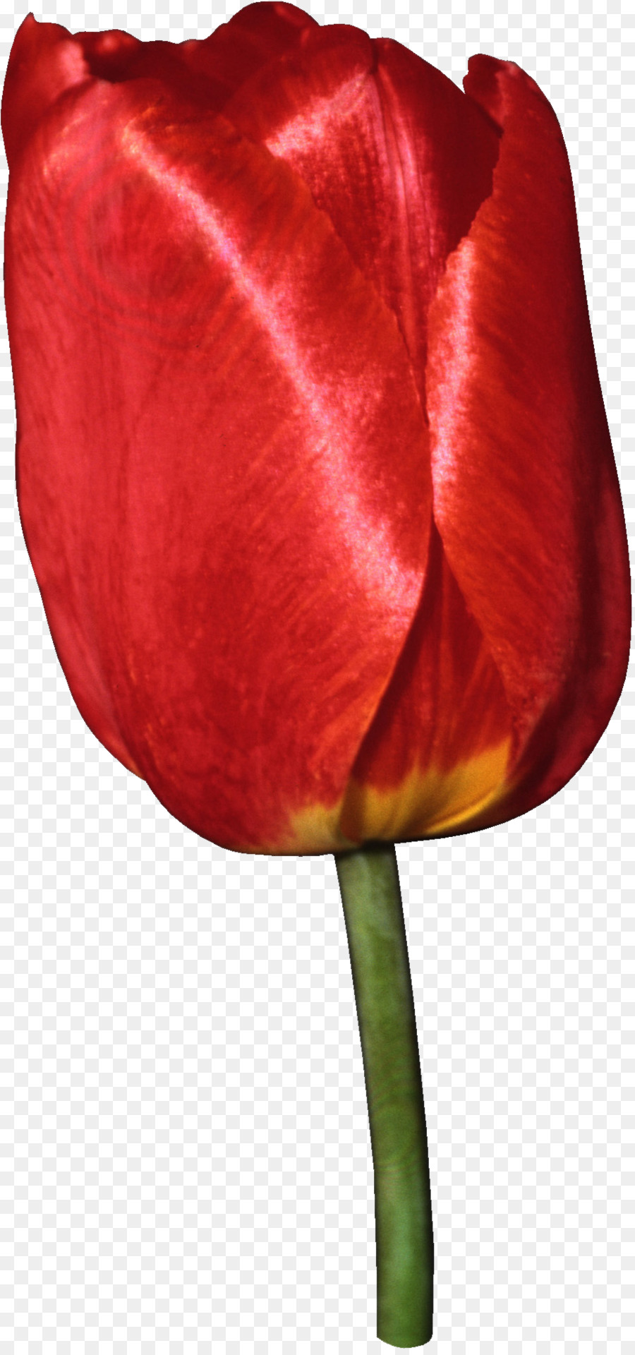 Tulipán Naranja，Tulipán PNG