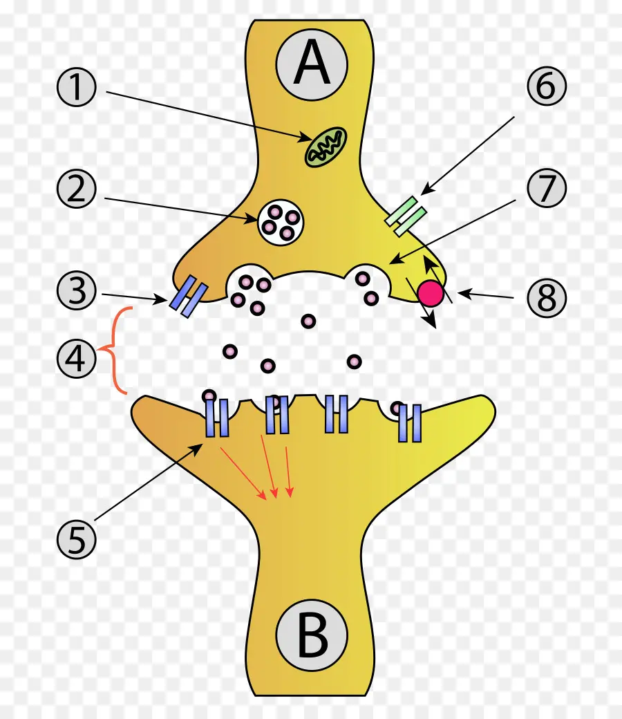 Sinapsis，Neurona PNG