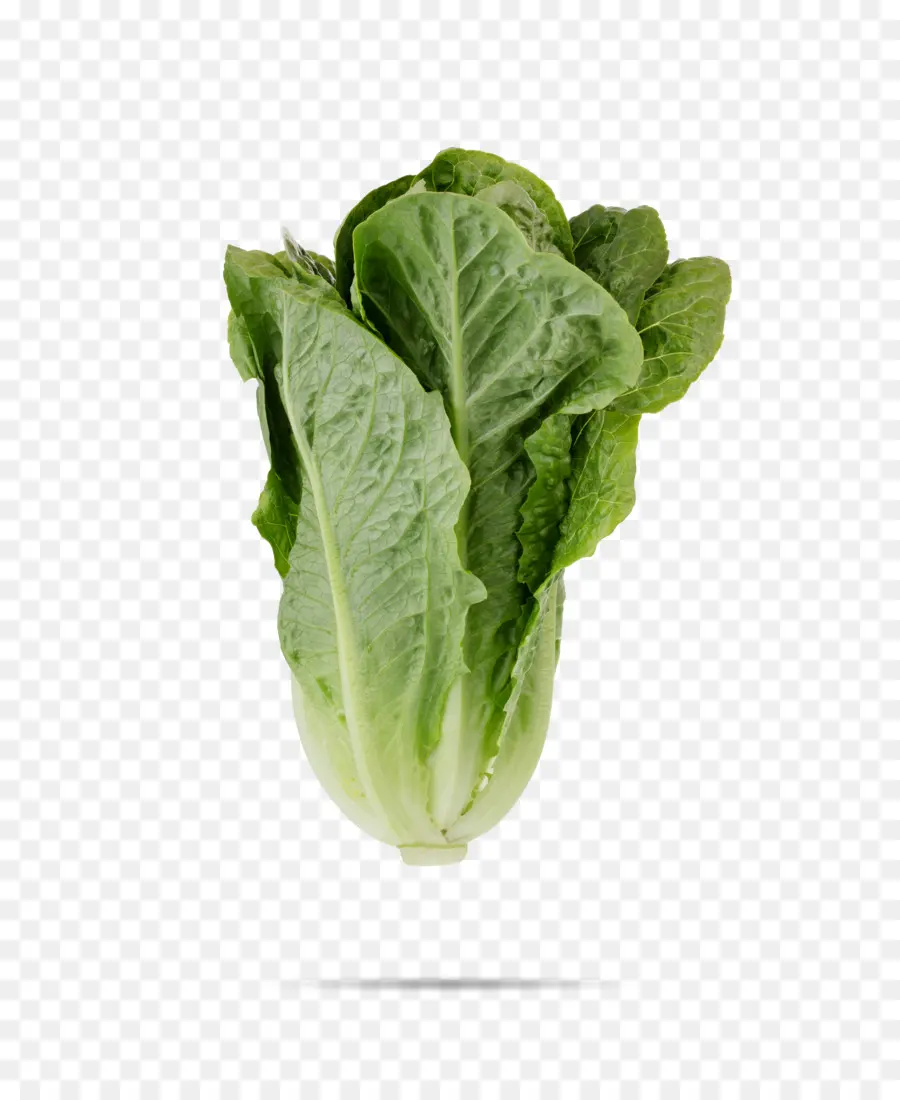 Vegetal，Lechuga Romana PNG