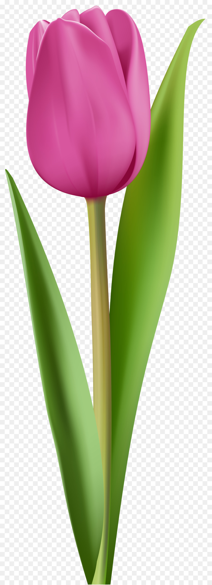 Flor，Fondo De Escritorio PNG