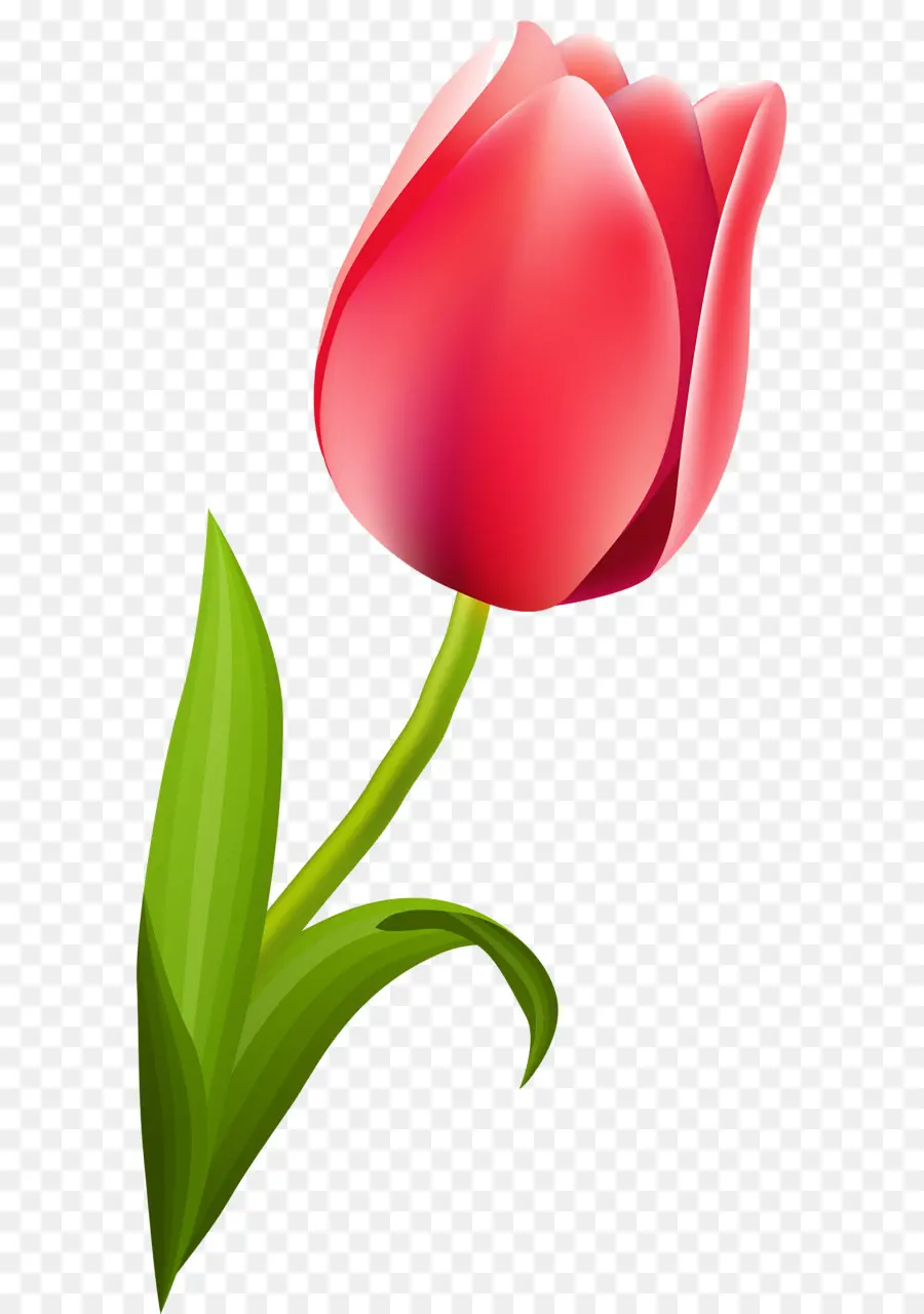 Tulipán Rojo，Provenir PNG