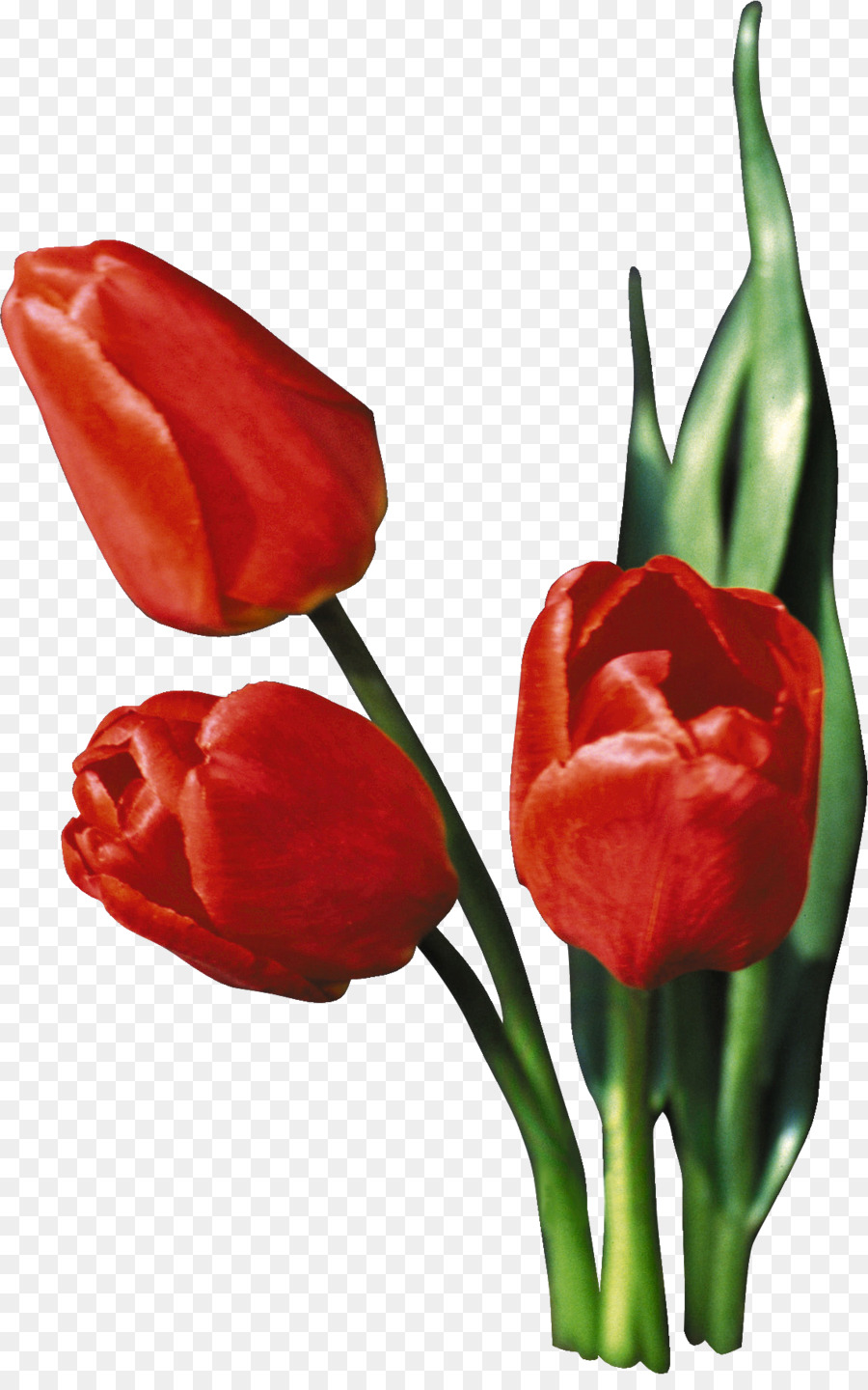 Tulipán，Planta PNG