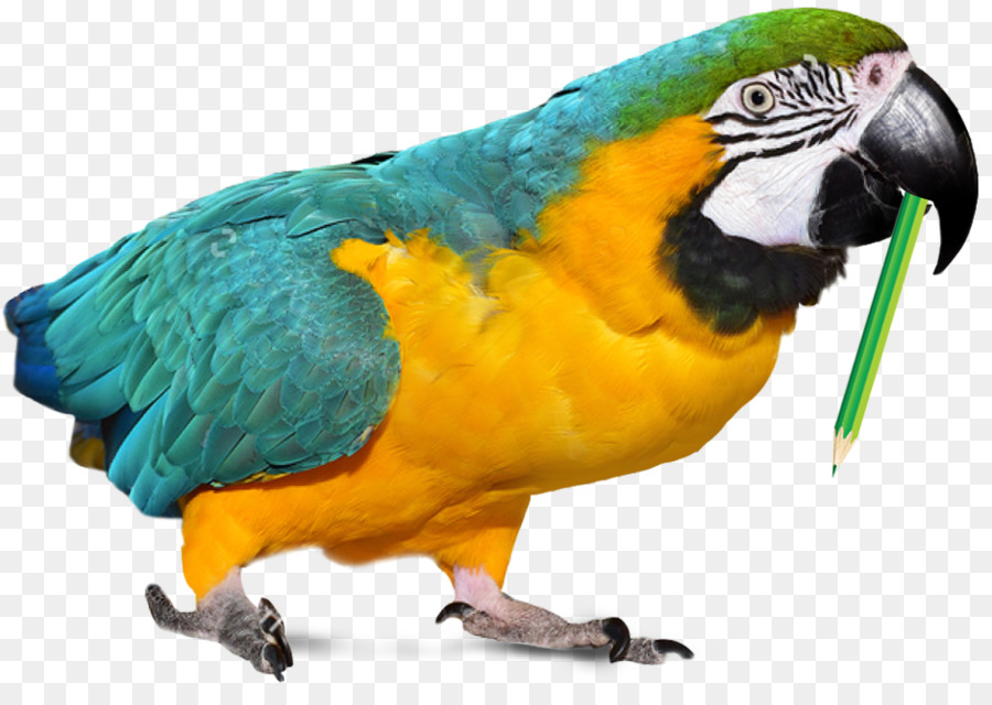 Loro Colorido，Pájaro PNG