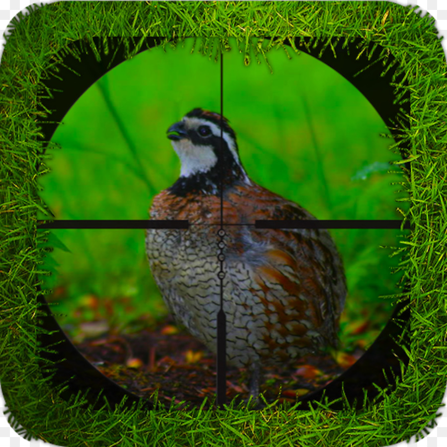 Pájaro，Galliformes PNG