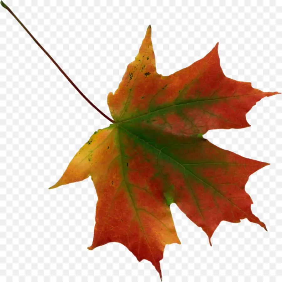 Hoja De Otoño，Caer PNG