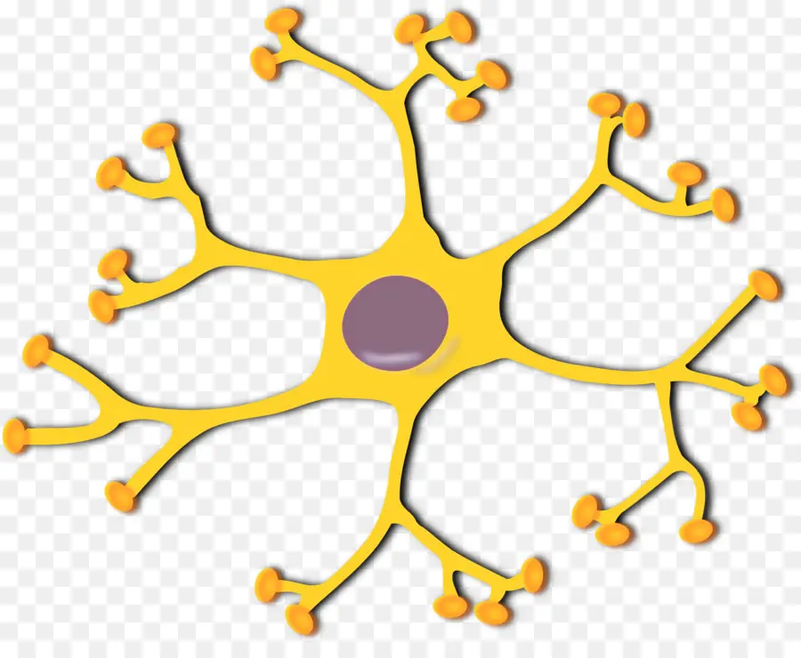 Neurona，Neurona Motora PNG