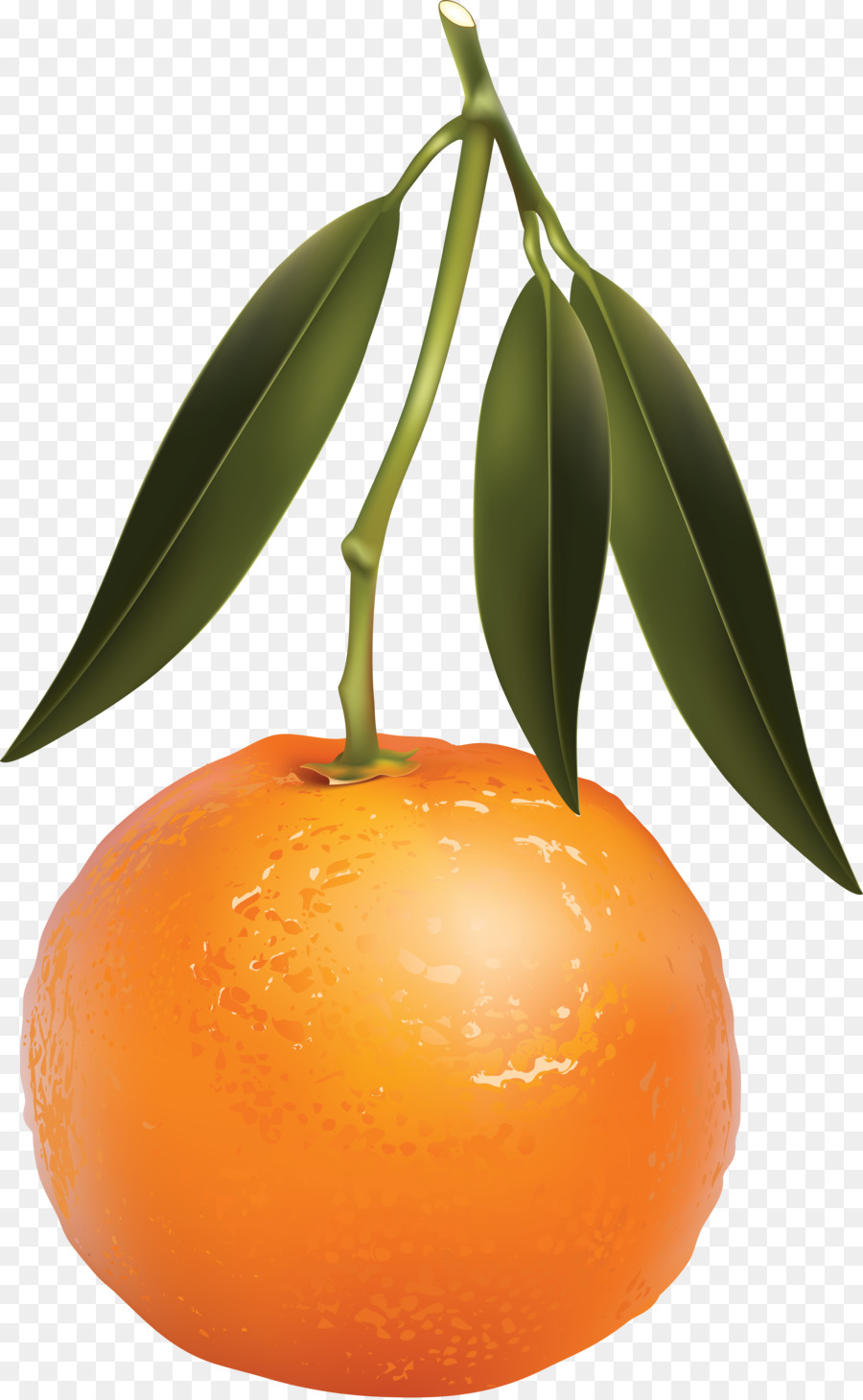 Naranja，Agrios PNG