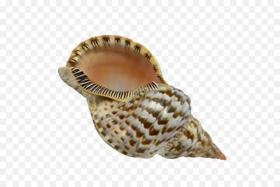 Concha，La Concha PNG