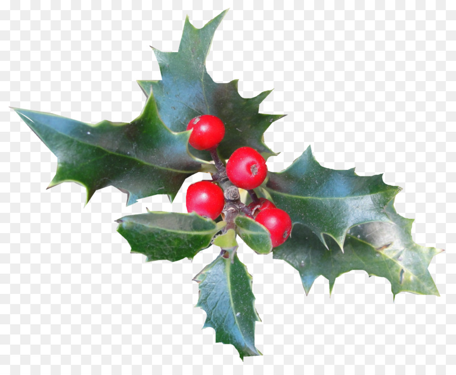 Común Holly，Aquifoliales PNG