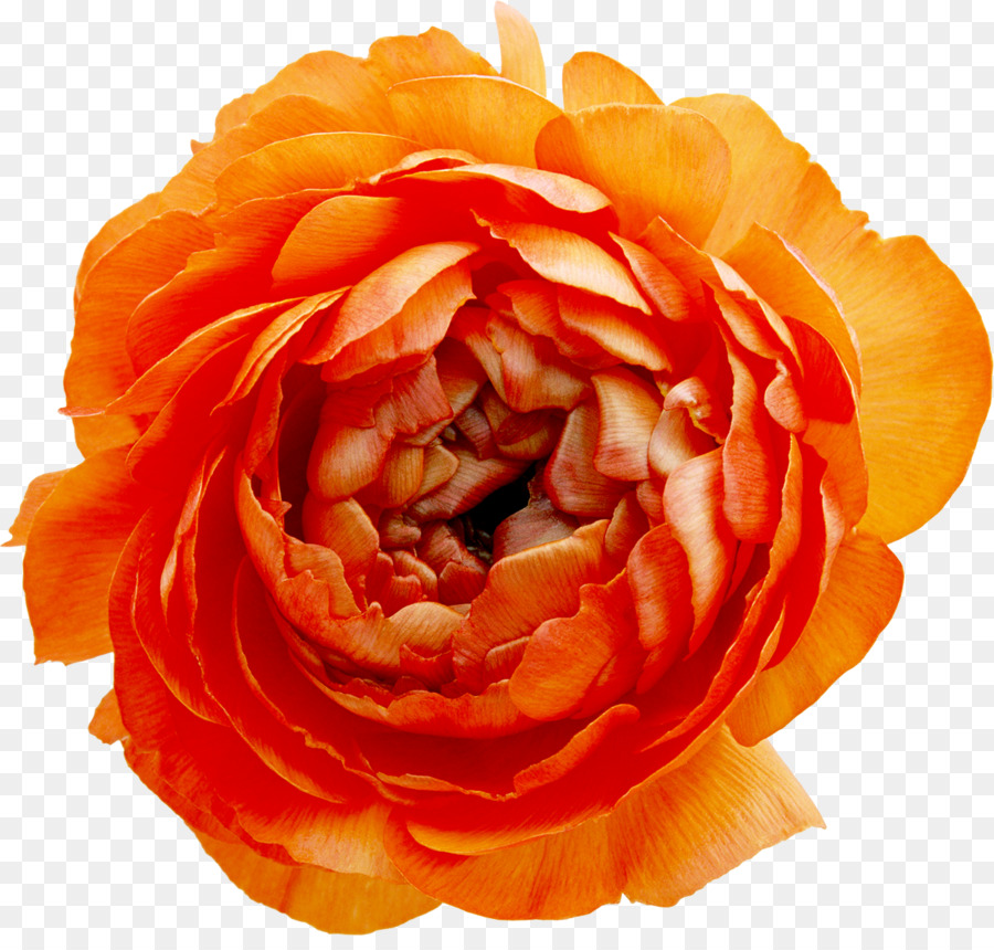 Subterráneo Animismo，Flor PNG