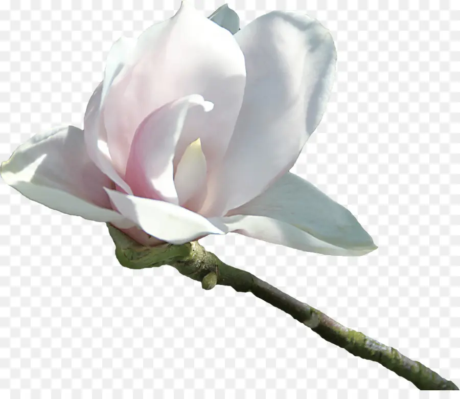 Flor De Magnolia，Florecer PNG