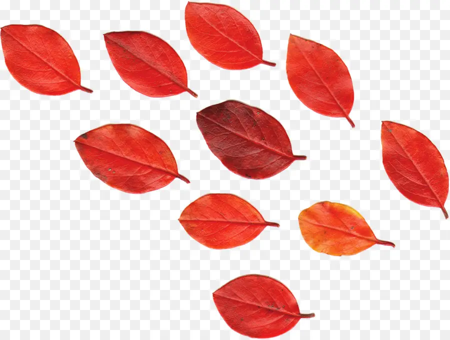 Hoja，Rojo PNG