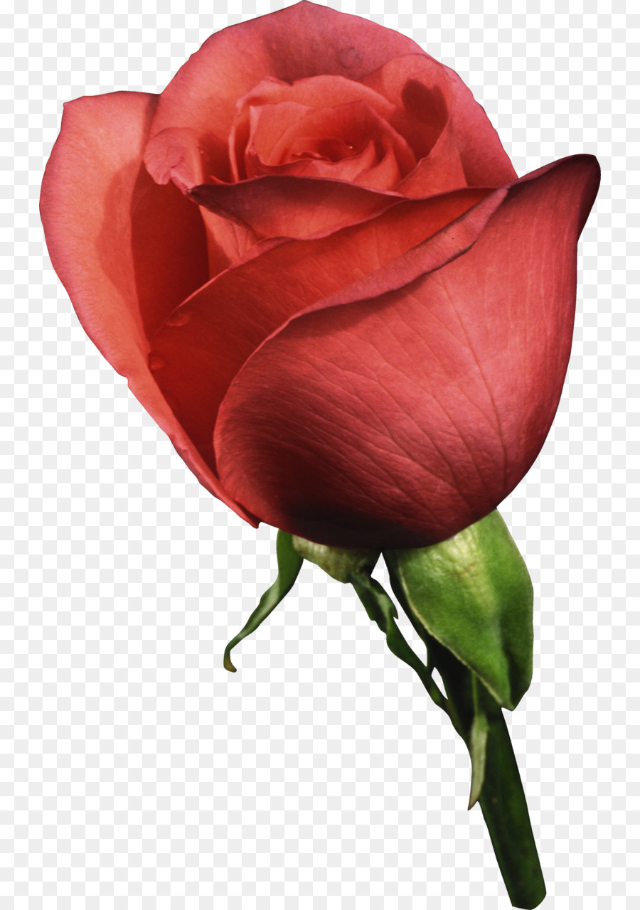 Rosa Roja，Floración PNG