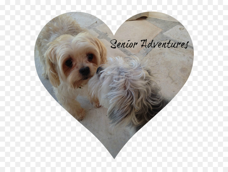 Mordisco，Shih Tzu PNG