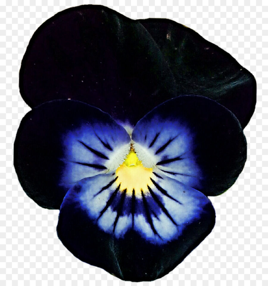 Violeta，Pansy PNG