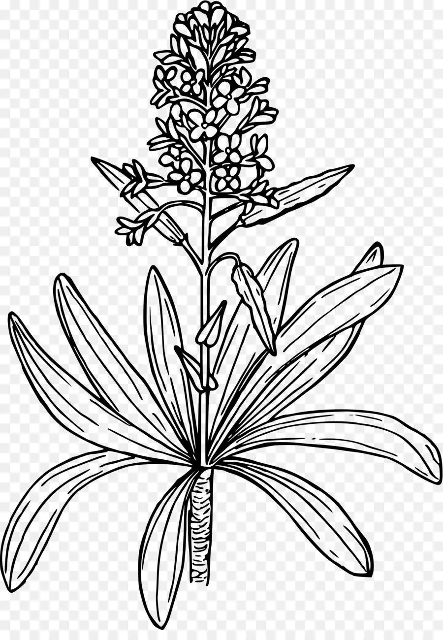 Dibujo De Flores，Planta PNG