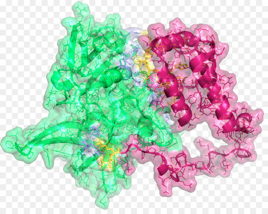 Pea15，Htra Serina Peptidasa 2 PNG