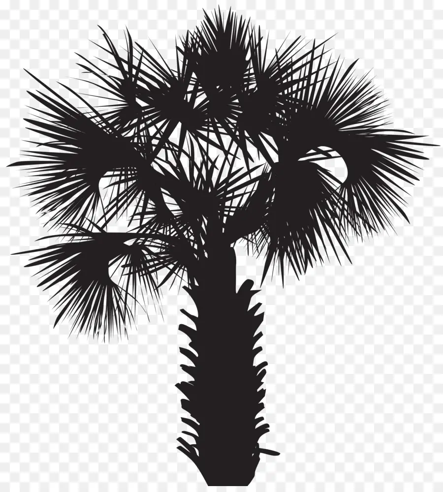 Arecaceae，Dibujo PNG