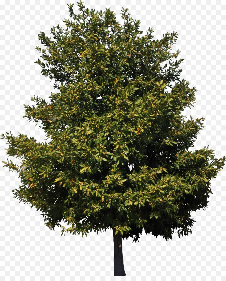 American Sycamore，árbol PNG