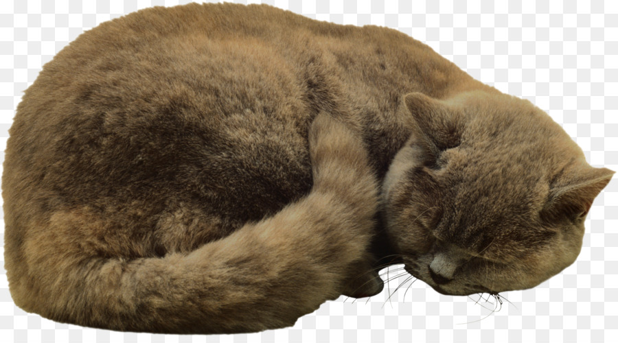 Gato，Felidae PNG