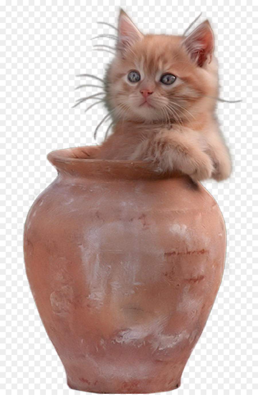 Gatito En Maceta，Gatito PNG