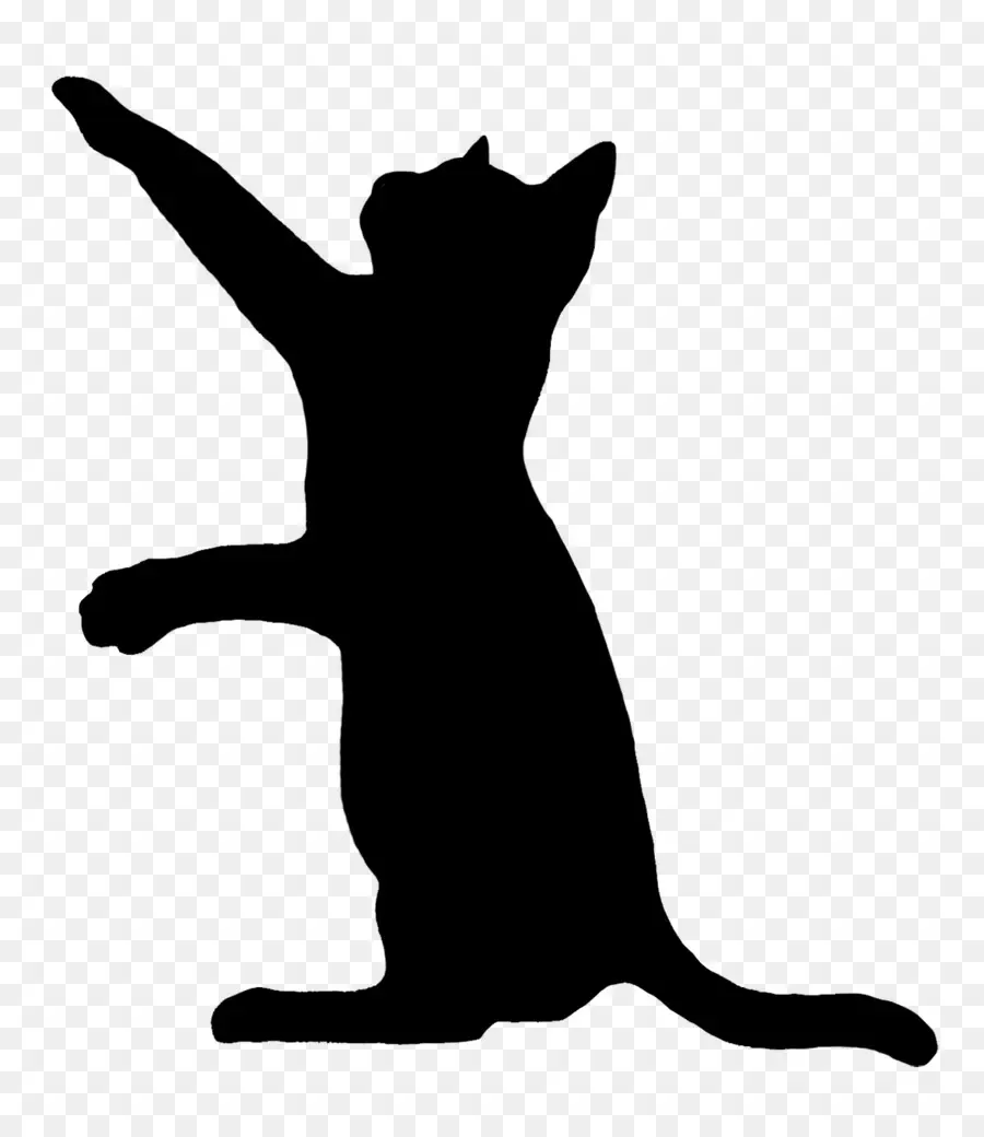 Gato，Gatito PNG