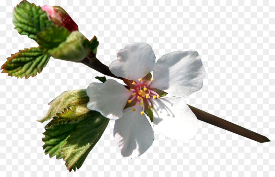 Flor，Limonkg PNG