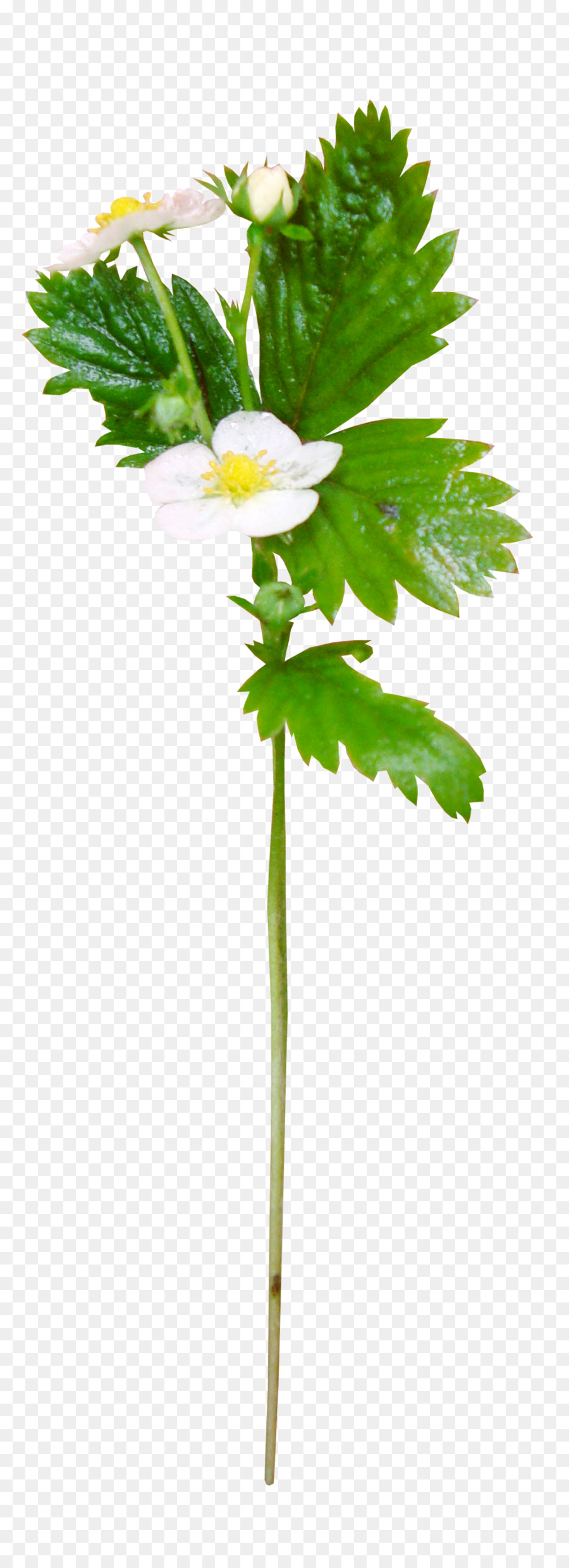 Flor，Hojas Verdes PNG