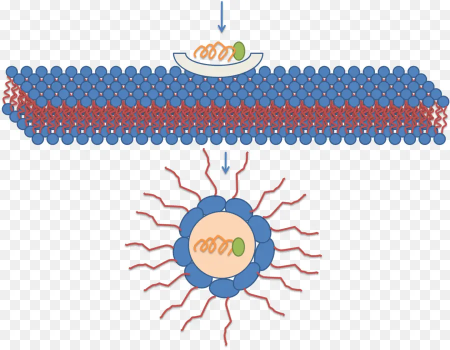 La Micela，Cellpenetrating Péptidos PNG