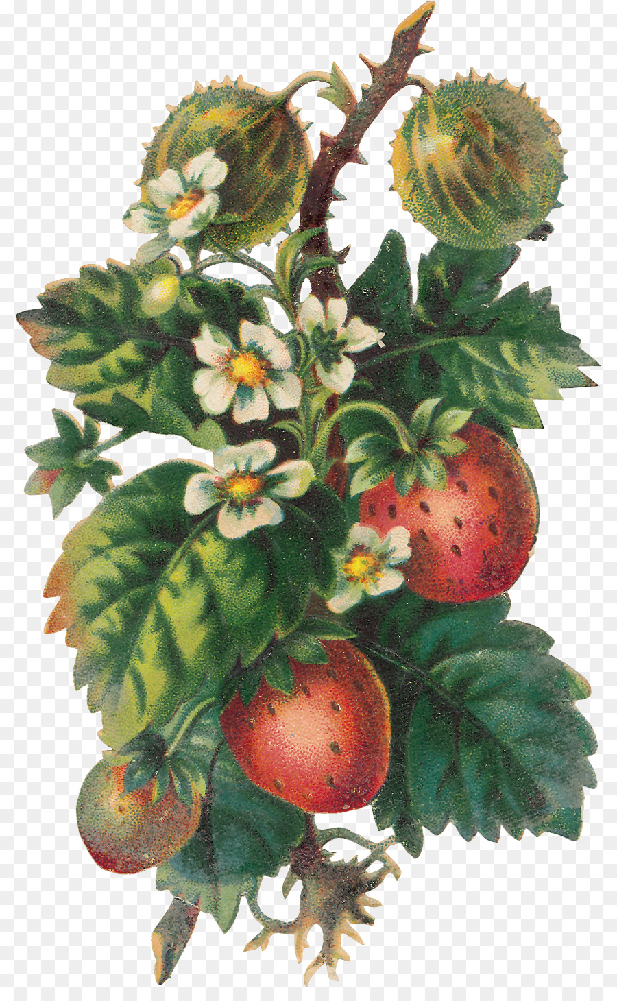 Fresas，Bayas PNG