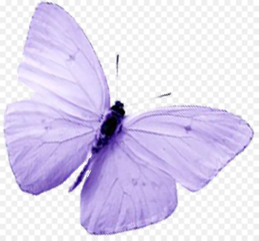 Mariposa Morada，Alas PNG