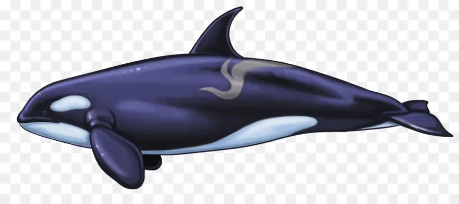 Común Delfín Nariz De Botella，Ballena PNG