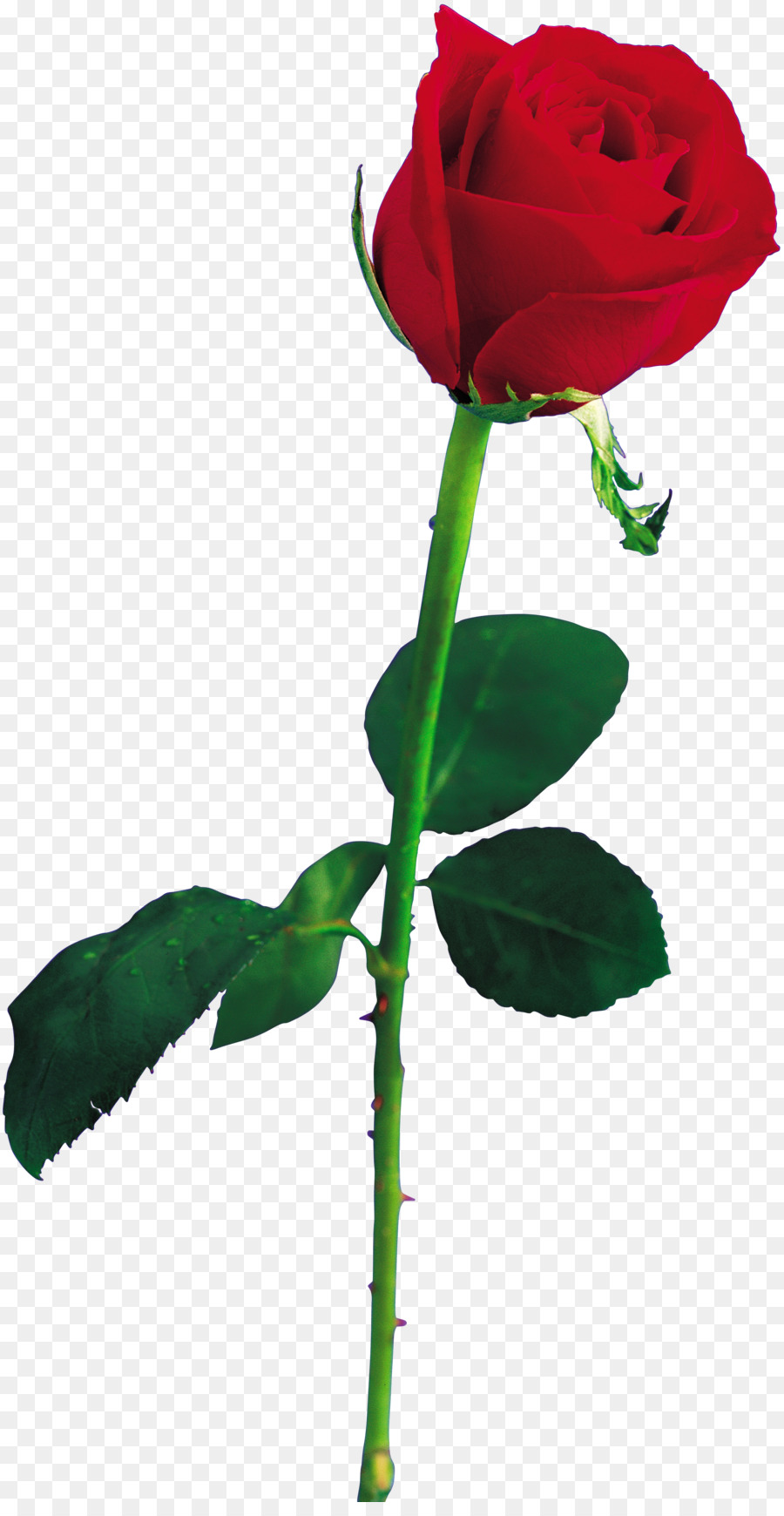 Rosa，Rojo PNG