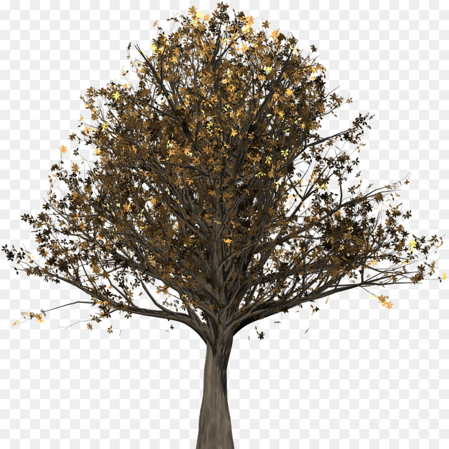árbol，Inglés De Roble PNG