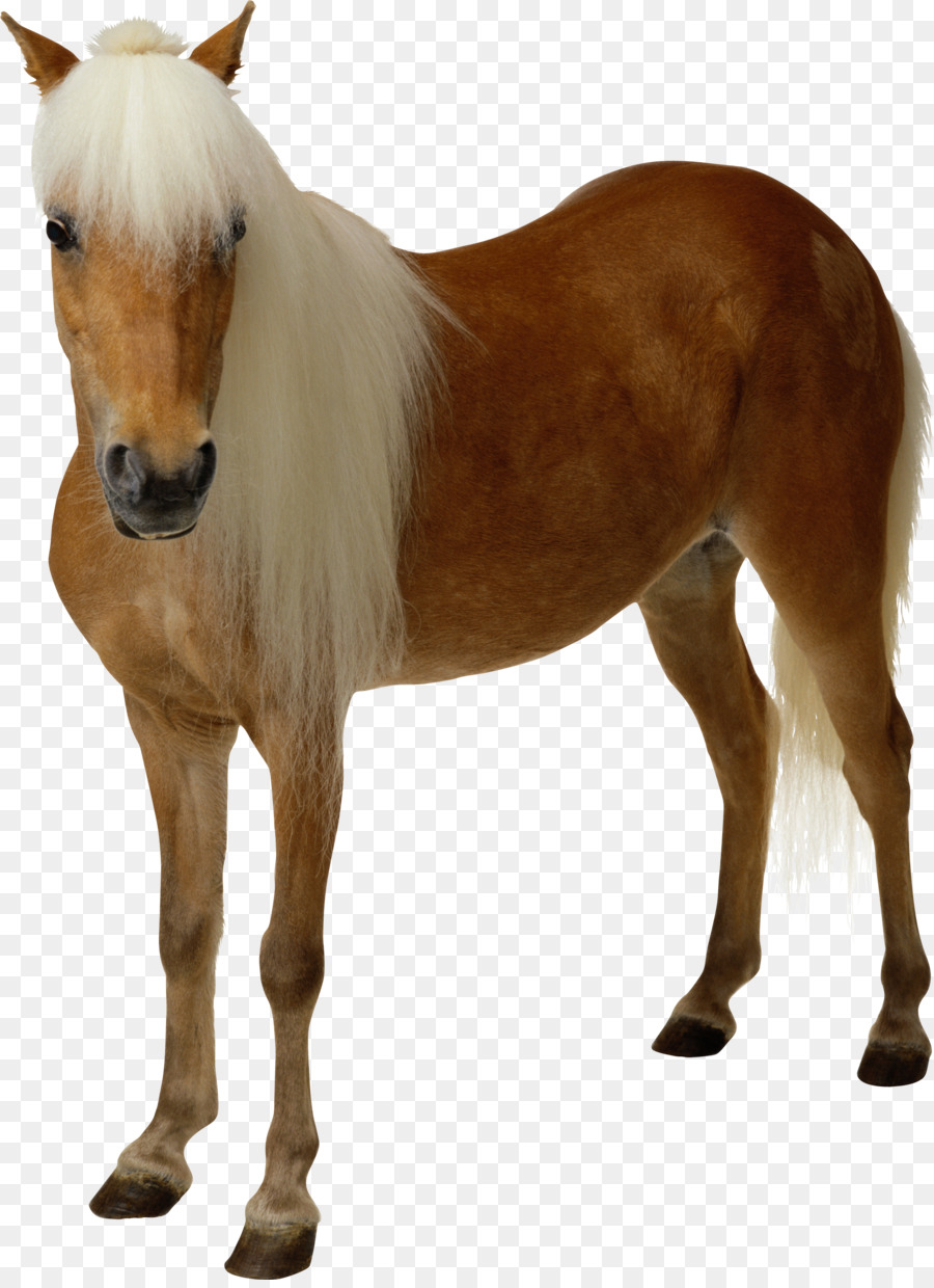 Poni，Caballo PNG