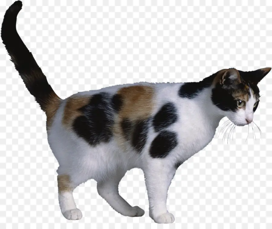 Gato Calicó，Mascota PNG