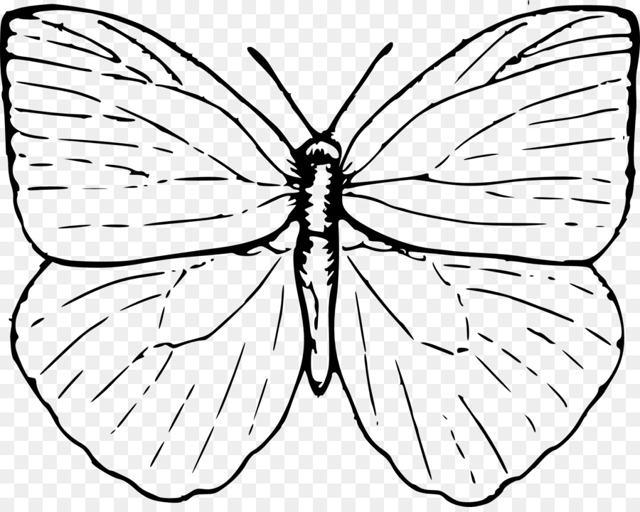 Mariposa，Dibujo PNG