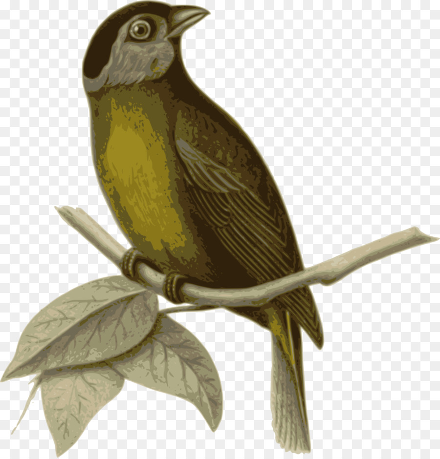 Pájaro，Pájaro En El árbol PNG