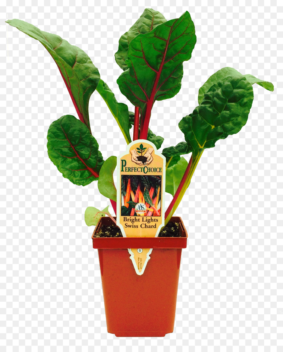 Planta De Acelga，Acelgas PNG