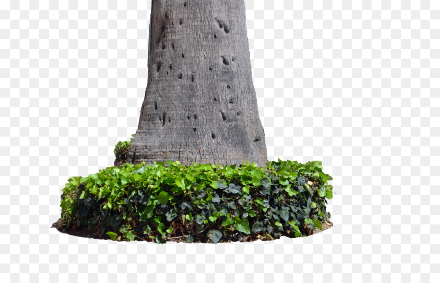 Tronco，árbol PNG