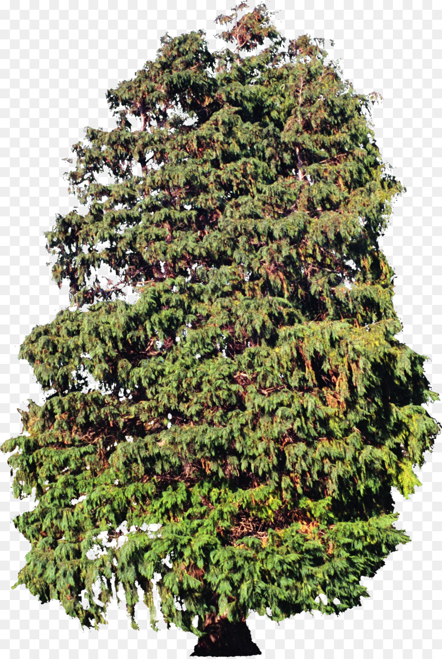 árbol，Planta PNG