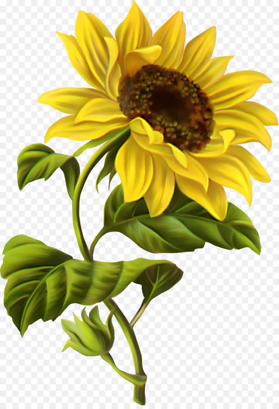 Común De Girasol，Dibujo PNG